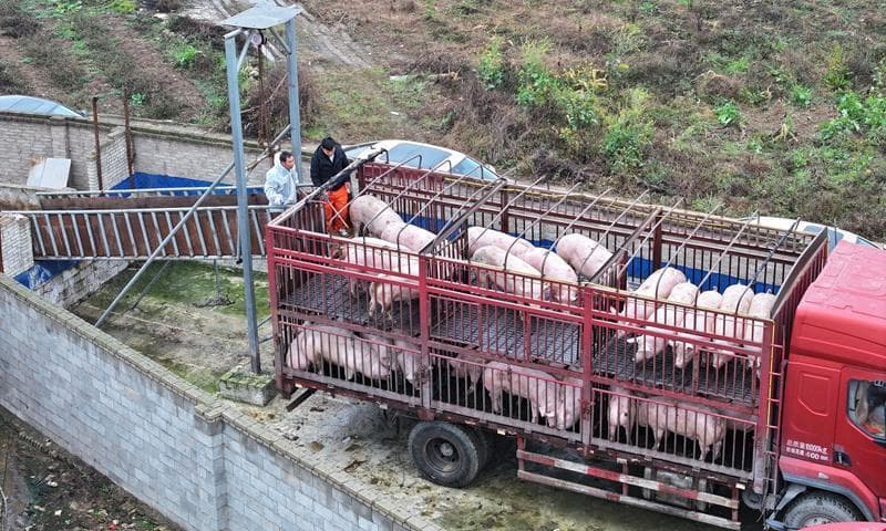 平坝区高田村：“代养模式”生猪出栏 助力乡村全面振兴