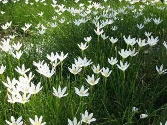 金边玉簪花养殖方法