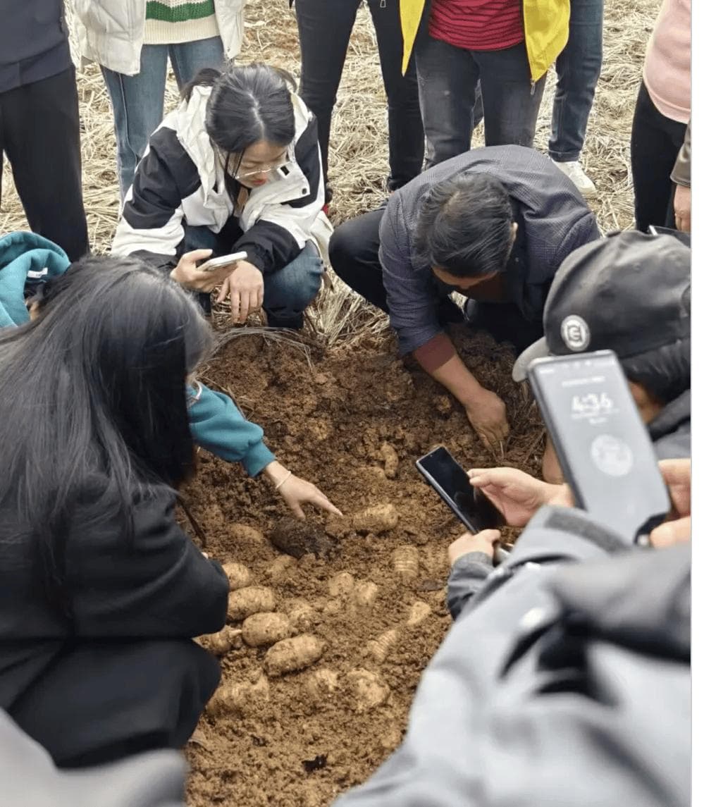 昆明理工大学攻克天麻种植“缩菌”难题，亩产突破4384公斤