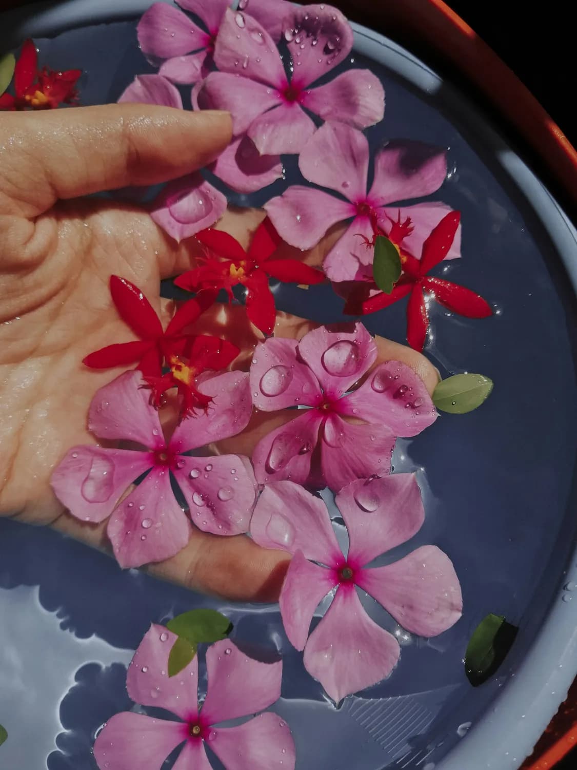 冬季鲜花养护指南：让美丽常驻
