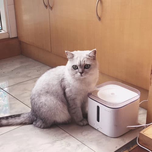 猫咪健康饮食：鸡胸肉喂养指南
