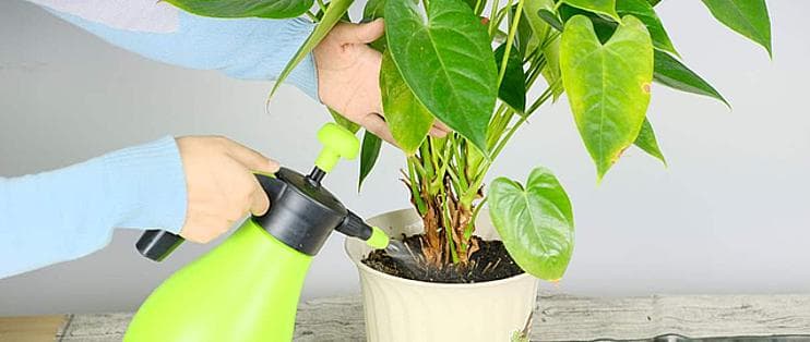 绿植花卉养护全攻略：从修剪到施肥的实用技巧