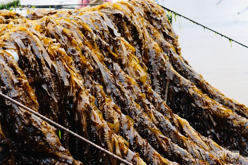 福建霞浦海带苗：从传统养殖到现代产业的转型升级