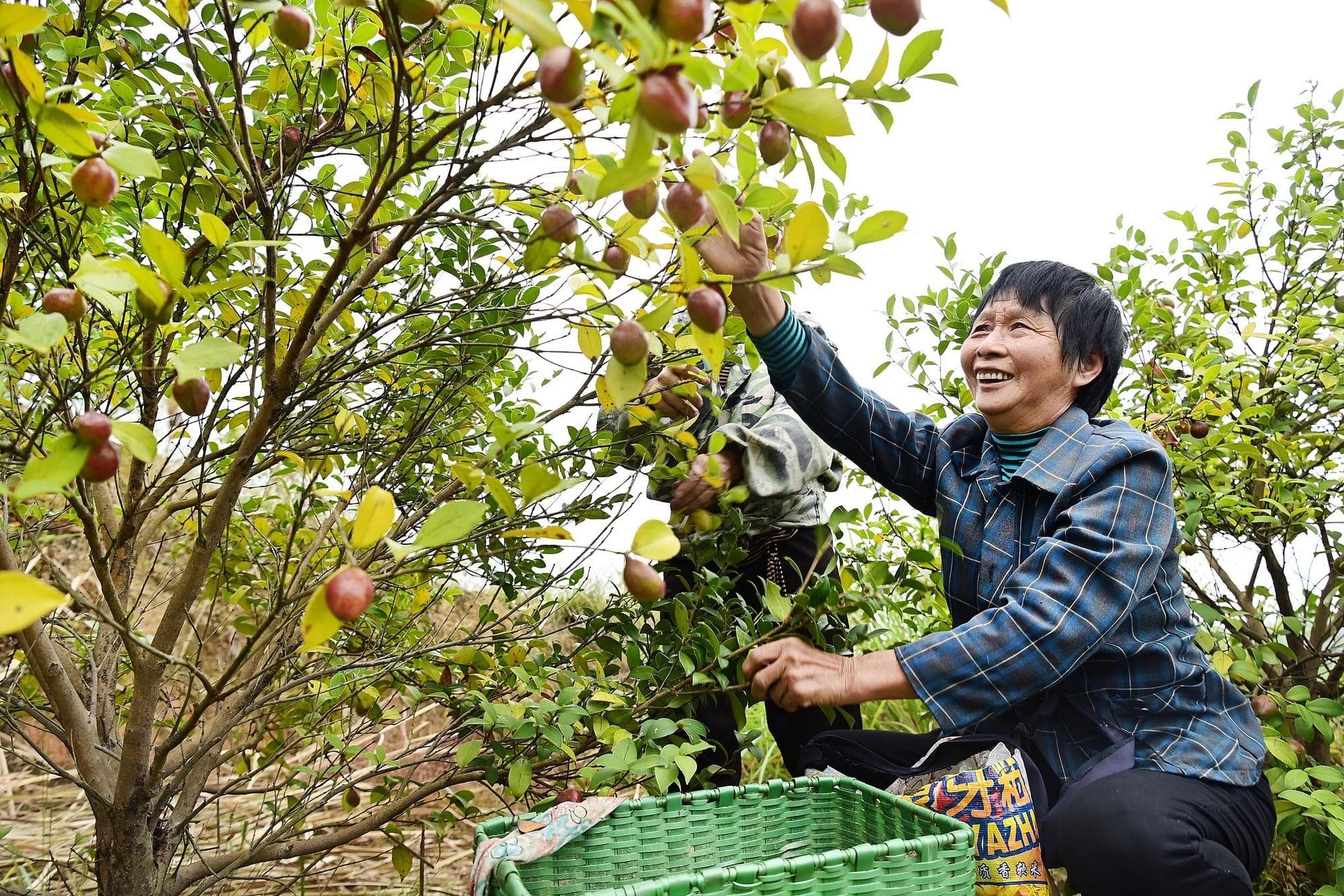 国家林草局：支持油茶“扩面”“提产”  丰富多元食物供给
