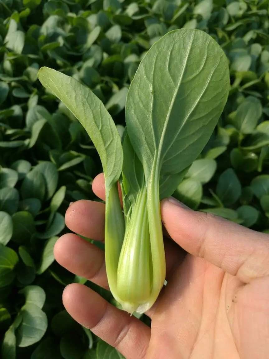 100多种四季蔬菜种植时间表