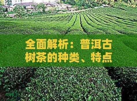 全面解析：普洱古树茶的种类、特点与鉴别方法