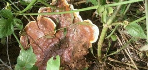 灵芝的生长环境与生长周期（探寻灵芝生长的奥秘）