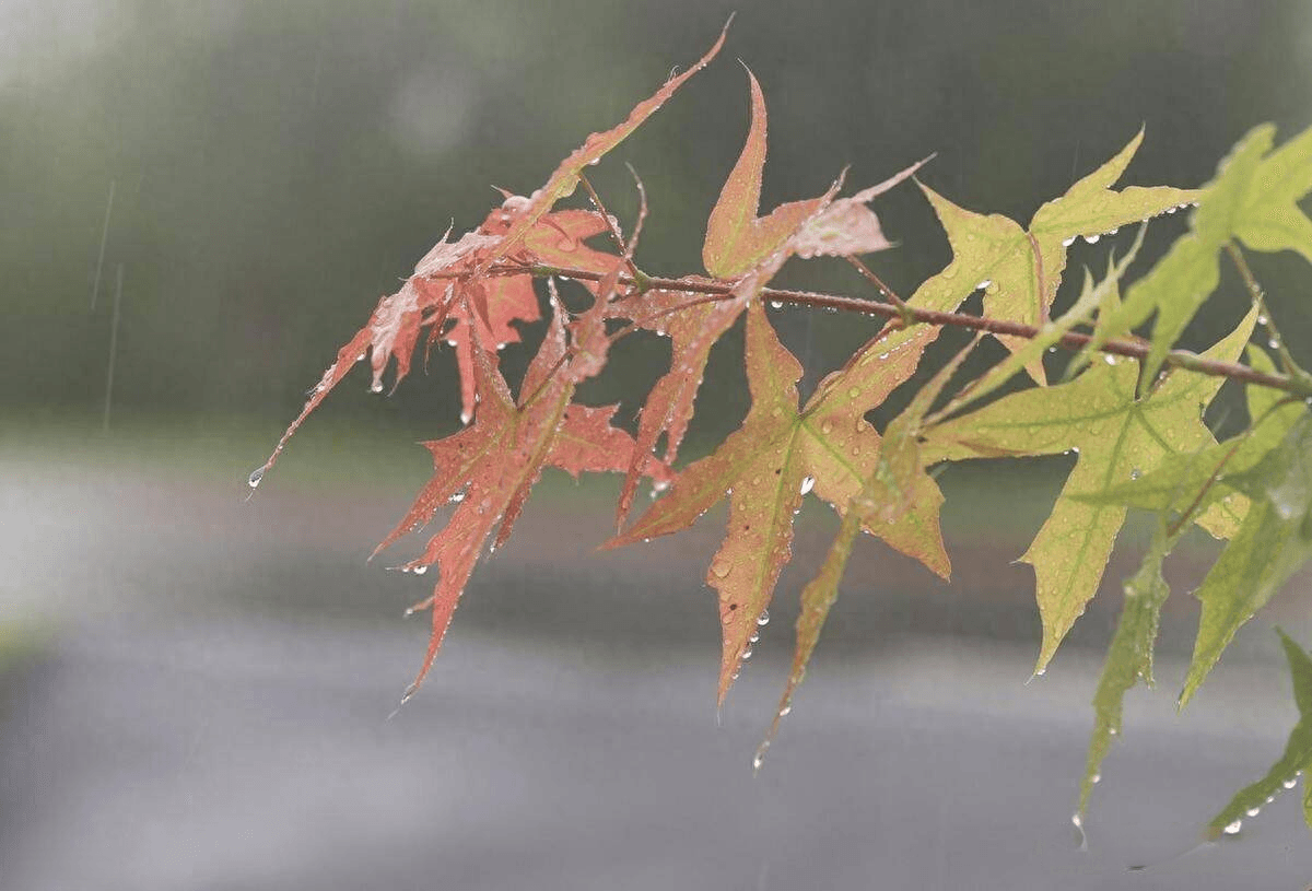 迟到的第一场秋雨