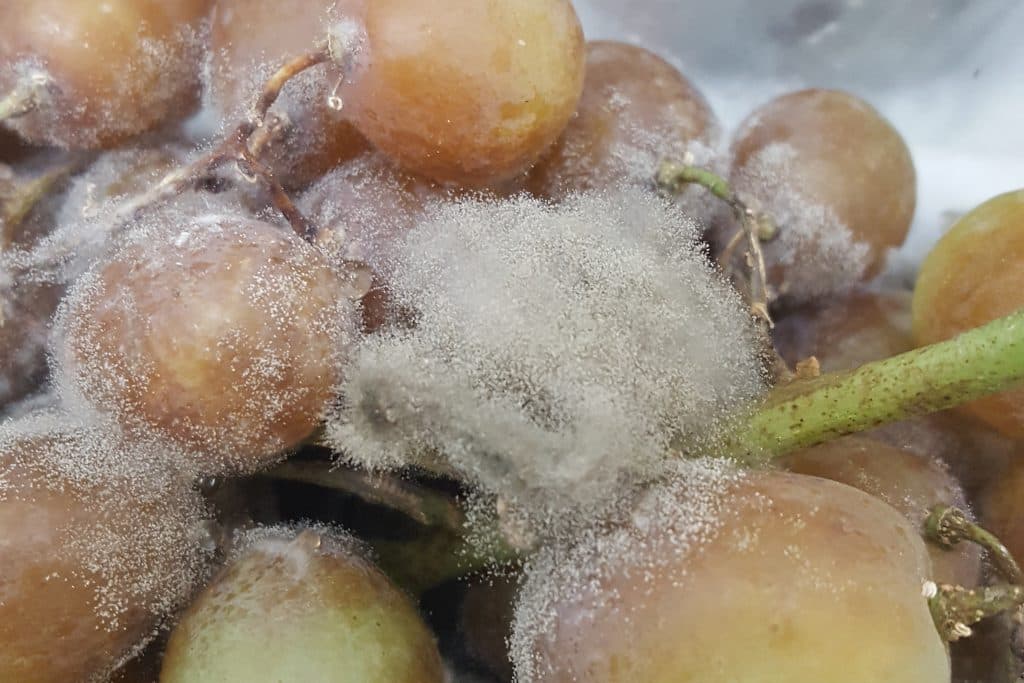 灰葡萄孢菌：如何识别和处理这种传染性极强的霉菌