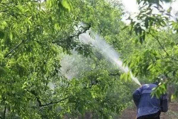 李子树种植管理全攻略：打药时机、药剂选择及土肥管理要点