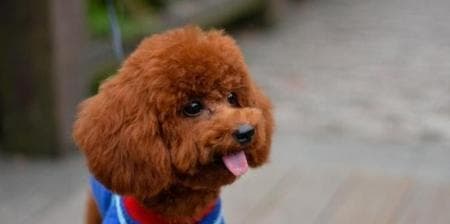 如何以小奖励让泰迪犬保持安静？（培养良好的行为习惯）