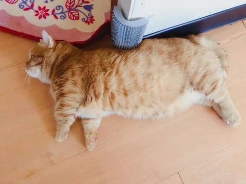 猫咪怀孕了，如何判断它是否？