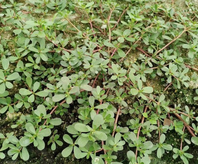 叶形似马齿，营养价值高：马齿苋的食用与药用价值全解析