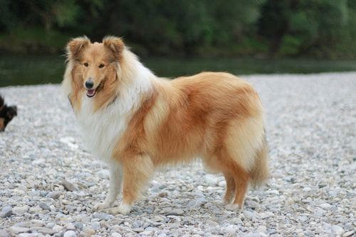苏格兰牧羊犬：忠诚温柔的贵族犬种