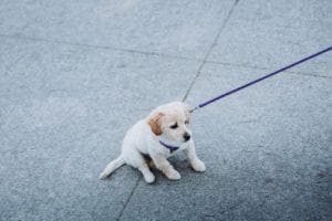 幼犬多大可以出门？你必须了解的幼犬社会化相关注意事项