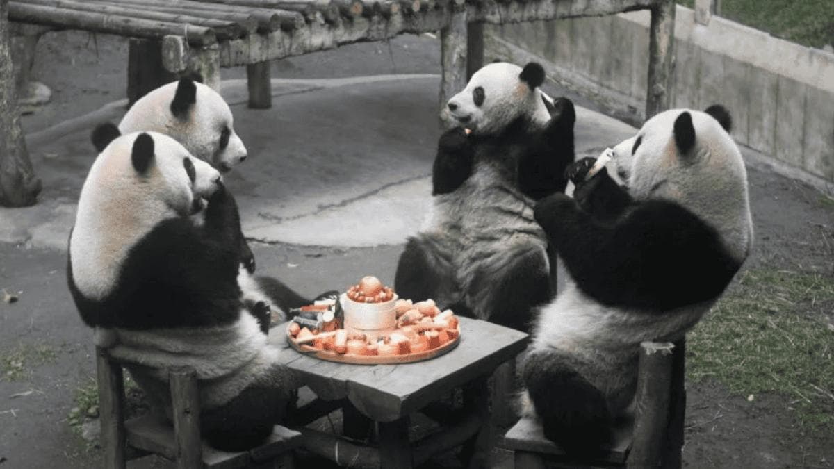 大熊猫以竹子为食，科学家仍在探寻其营养奥秘