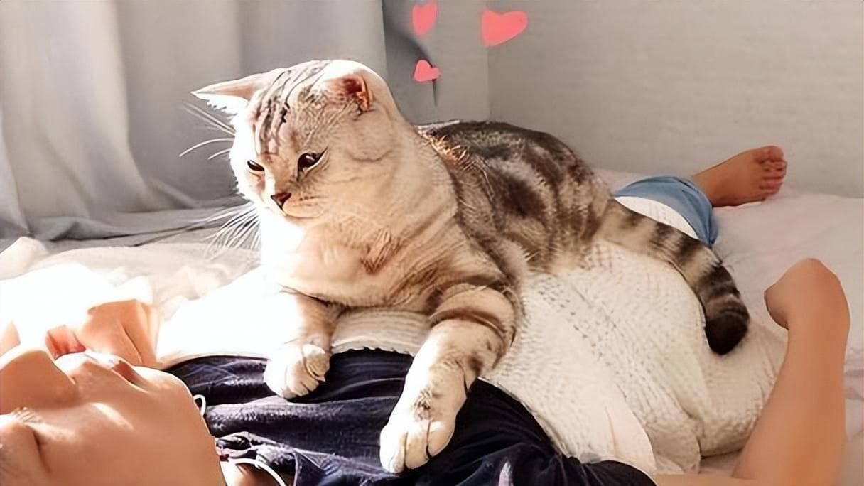 “一喊就来的猫”和“喊不来的猫”，背后的原因大不同
