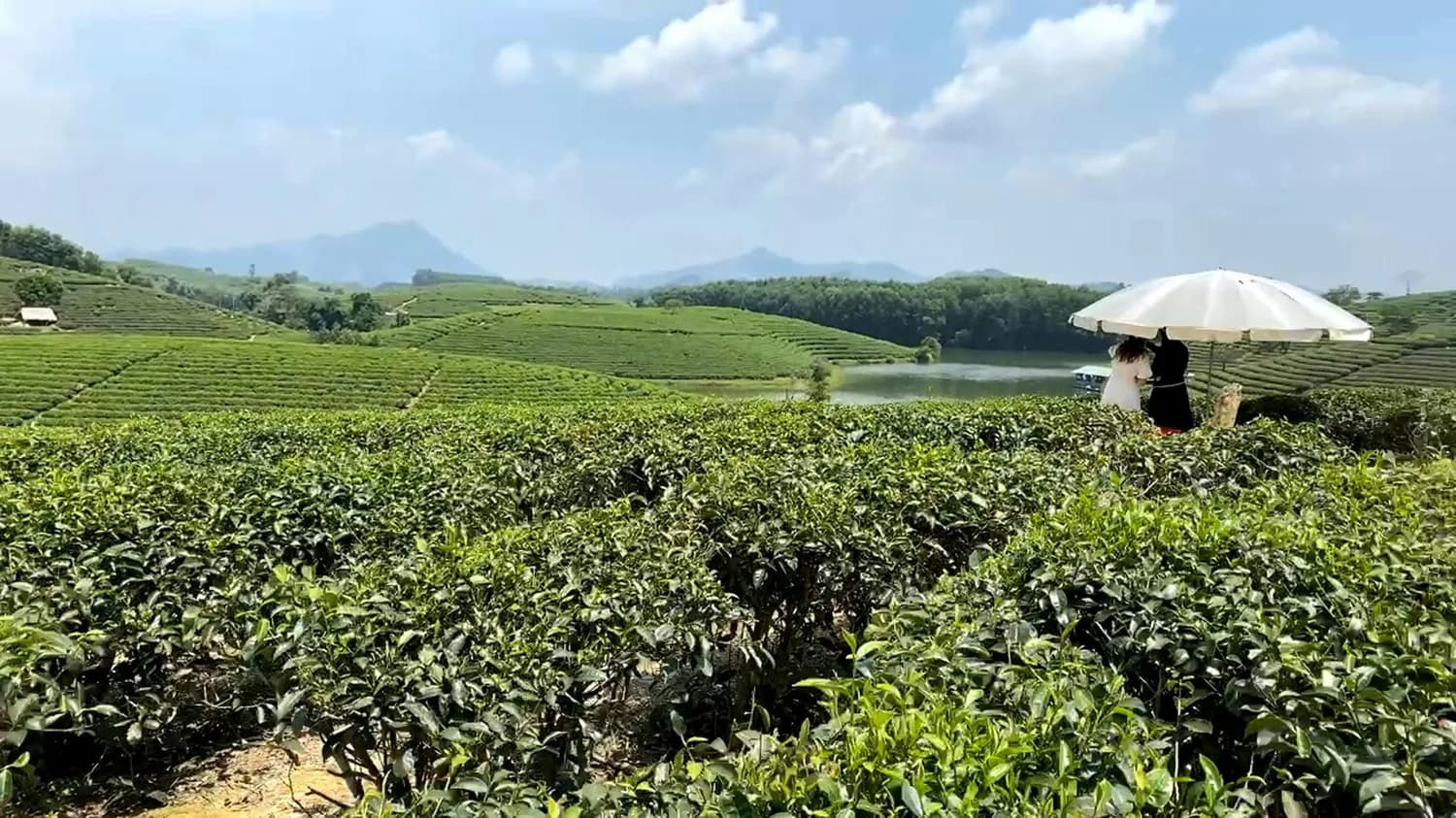 科技赋能茶产业：浮梁茶的创新之路