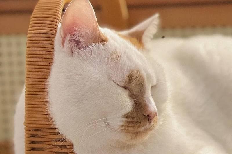 流浪猫基础检查多少钱？全面体检、疫苗接种等项目费用详解