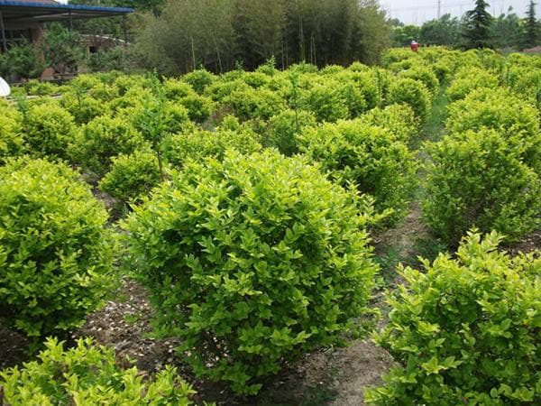 金叶女贞：花语、特征与种植养护全攻略