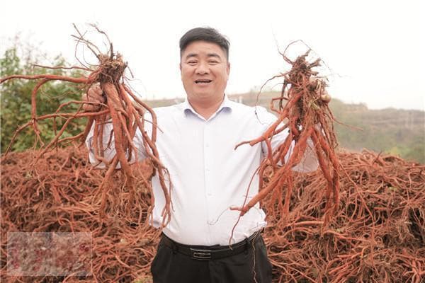 嵩县城关镇叶岭村：党建引领兴产业 丹参种出“富民方”