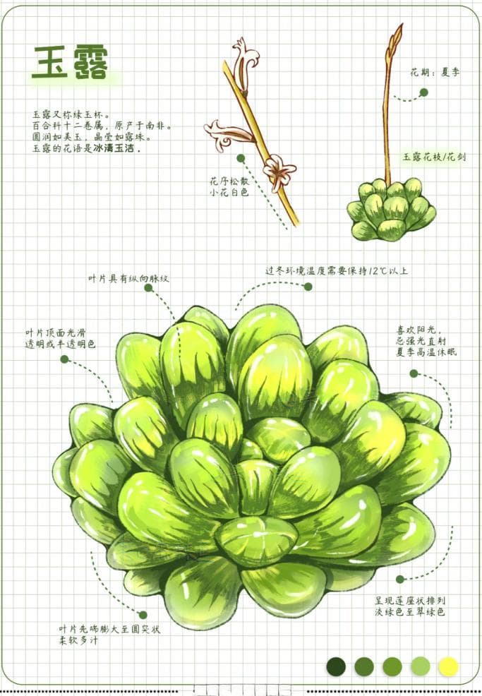 植物界的“萌宠”——探秘景天科多肉的奇妙世界