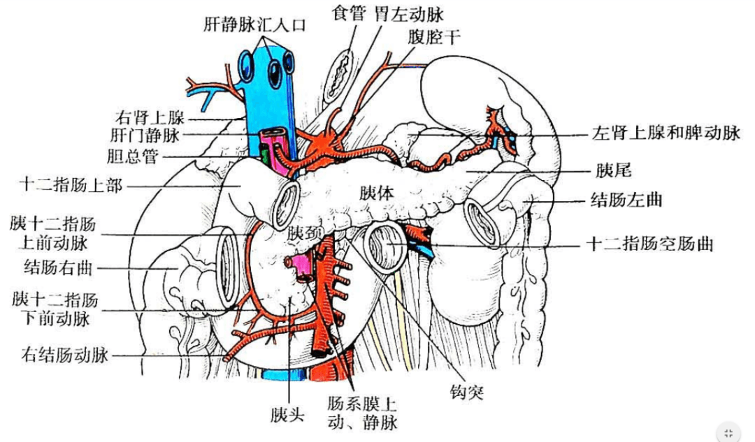 局部解剖（胰、脾、肝门静脉）