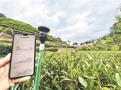 科技赋能 农业披“新”装 茶园吐绿 春茶上“新”