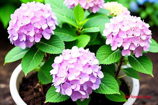 绣球花好养吗？怎么养绣球花？