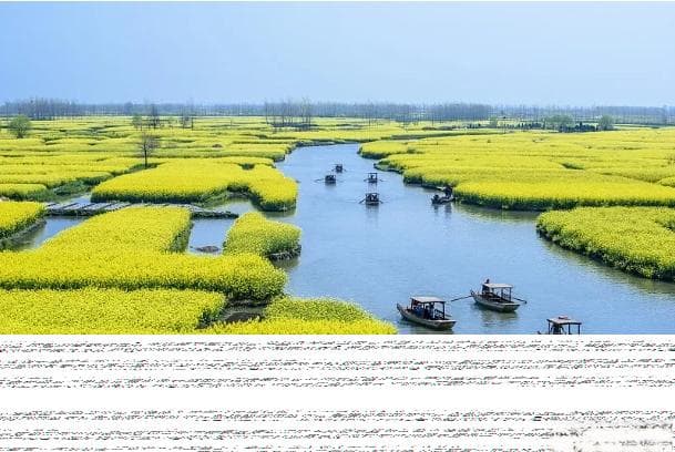 终于藏不住了！江南最美油菜花田，竟然在泰州千垛！