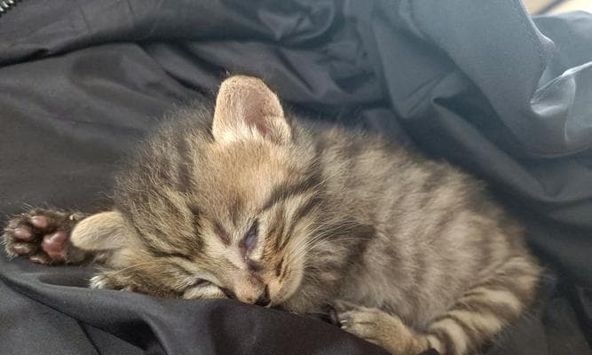 小猫可以吃猪肝吗？宠物猫的饮食需求及注意事项