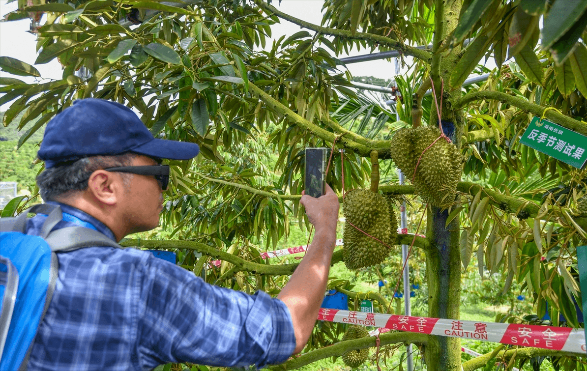 榴莲的种植方法和气候条件