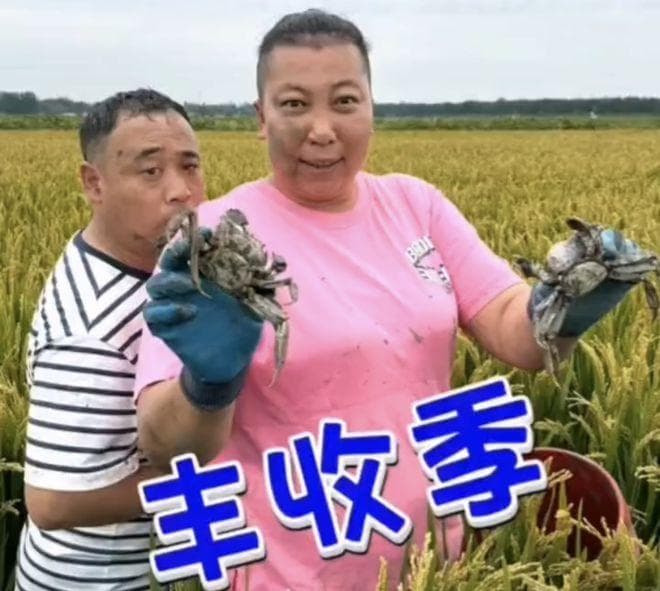 东北雨姐稻田蟹视频造假风波：真实与营销的边界在哪里？