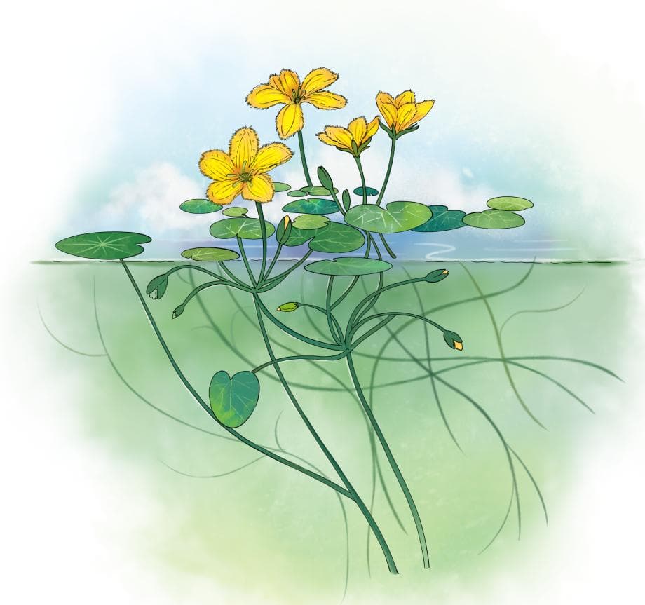 《诗经》中的水上花：荇菜的生态与文化价值