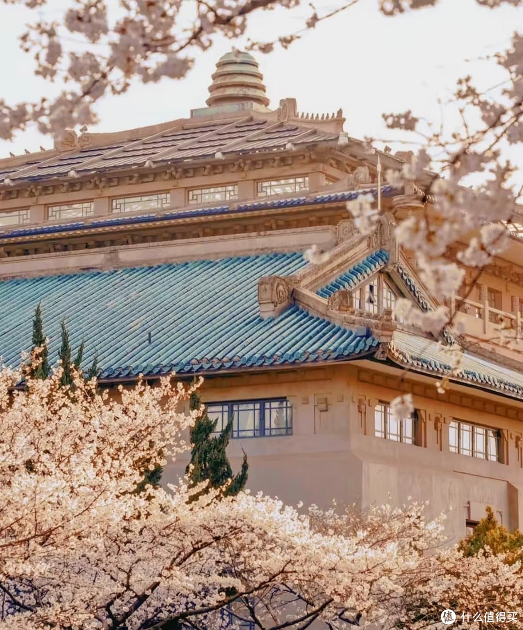 武汉大学樱花季，赏樱秘籍大公开