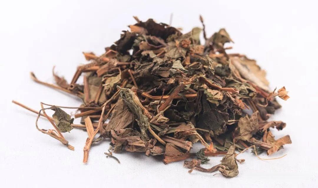 鱼腥草的功效与应用：从临床治疗到日常食疗