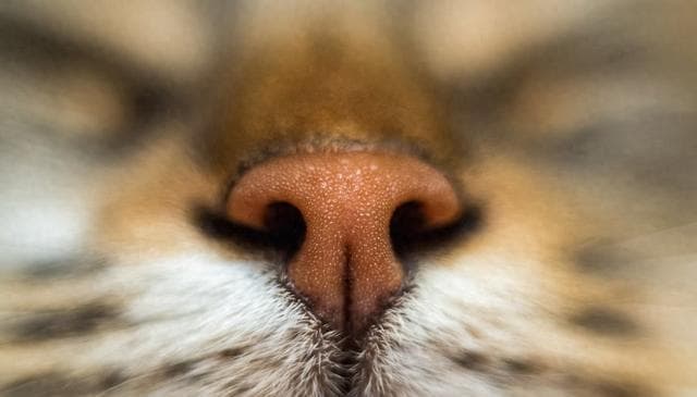 猫流鼻涕的原因和应对方法：从透明鼻涕到出血的全面解析