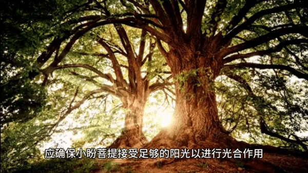 小盼菩提树怎么养才能结果？一文详解养殖要点