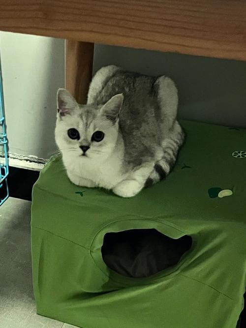 银渐层猫咪饲养方法与禁忌：如何正确照顾你的银渐层