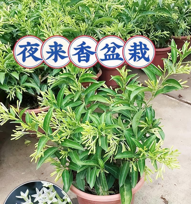 夜来香的香味究竟存在吗？（探究夜来香的芳香之谜与真相）