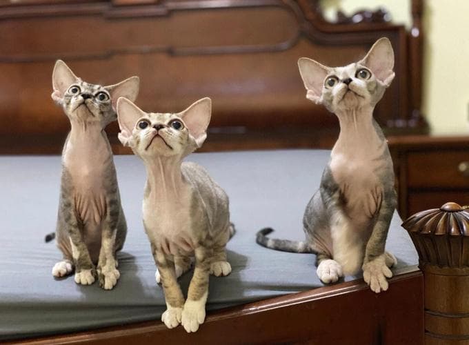 德文卷毛猫：独特的魅力与温暖伴侣