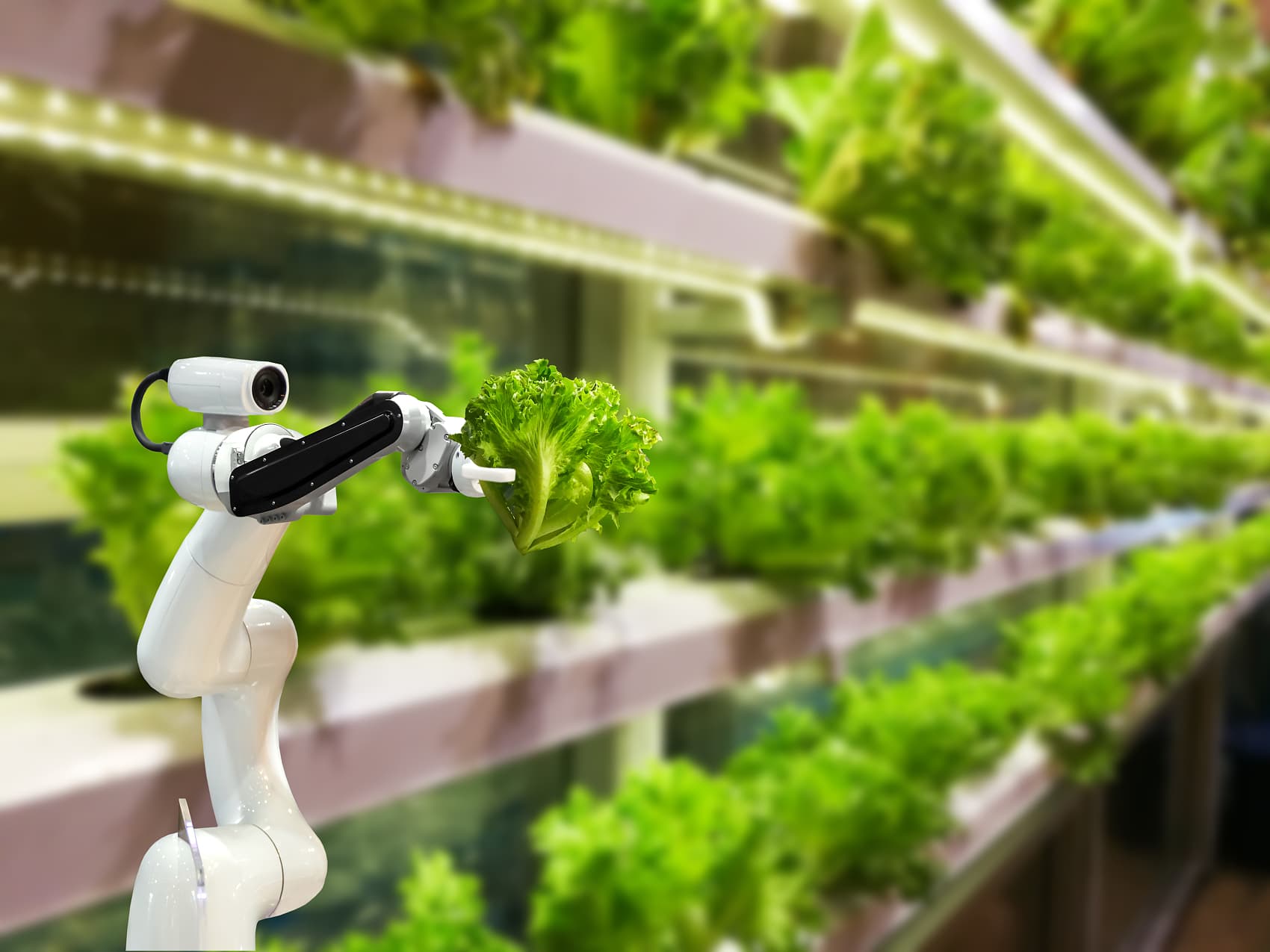 研学型植物工厂：现代农业科技的创新实践