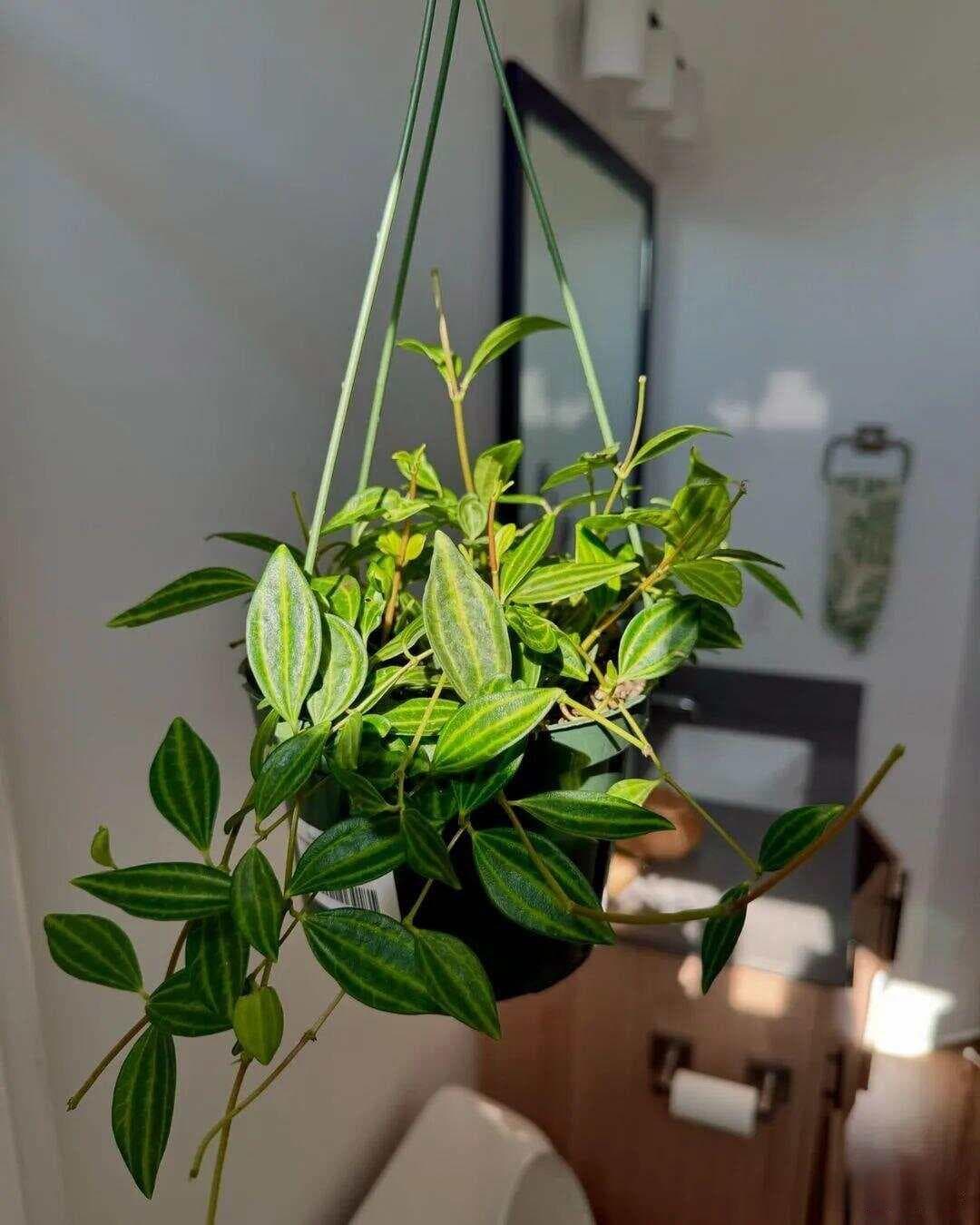 降低养花难度：新手也能养好花的六大实用技巧