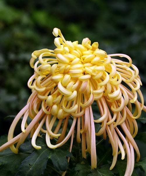 菊花的象征意义：从诗词到园林，从医药到艺术
