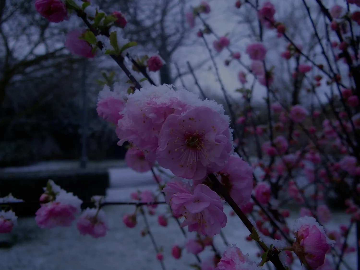春雪中的梅花：李清照笔下的春日美景
