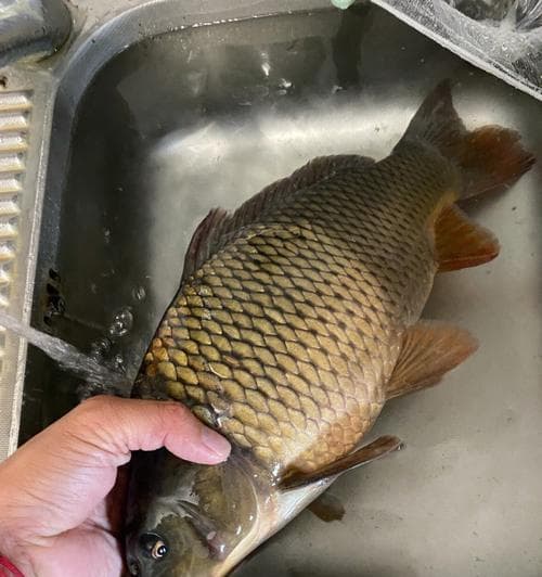 冰钓锦鲤的最佳方法和技巧是什么？如何提高冰钓锦鲤的成功率？