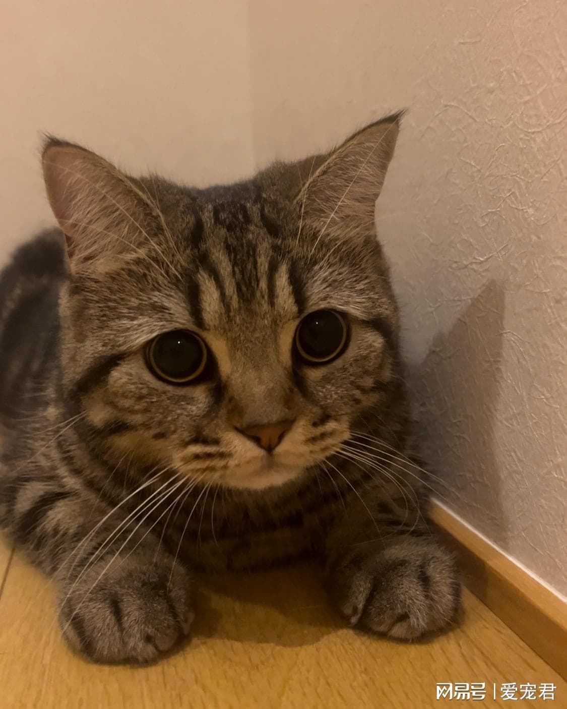 猫咪的必需营养：关于牛磺酸你应该知道的4件事！