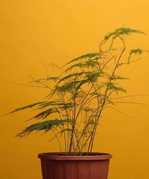 植物学老师给的植物是什么？如何正确识别和养护？