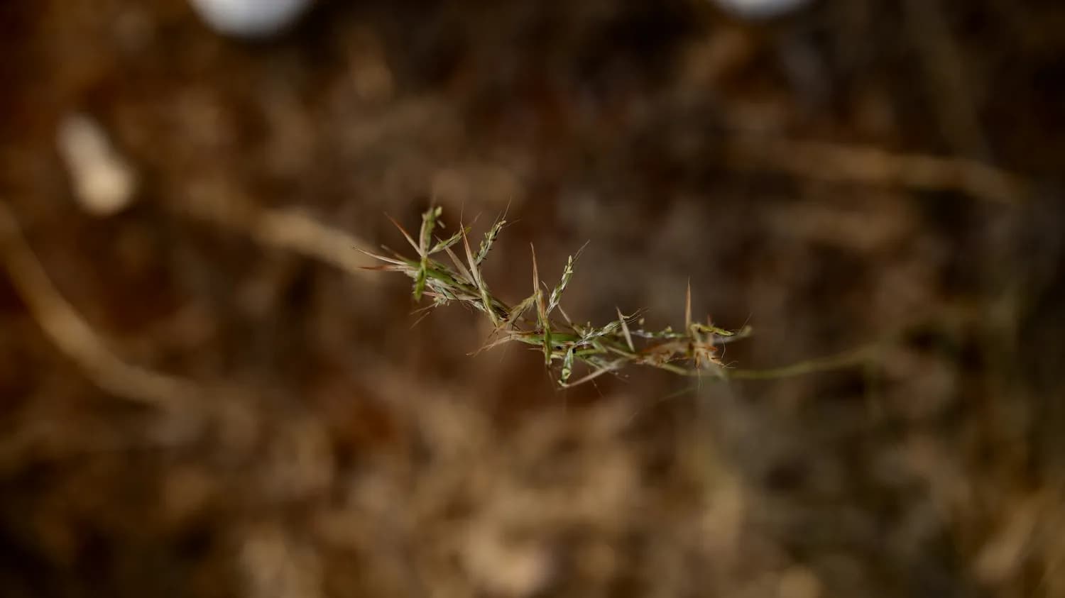白花蛇舌草：护肝抗癌的中药瑰宝，使用需谨慎