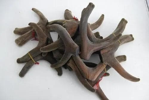 鹿角年年都会自然脱落，人类为何宁割鹿茸，却不捡掉落的？